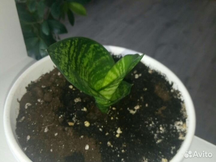 Цветы комнатные