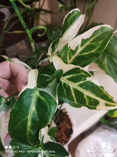 Сингониумы сортовые