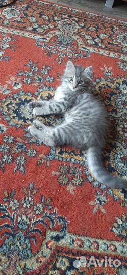 Кошка