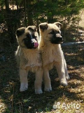 Подарю малыша