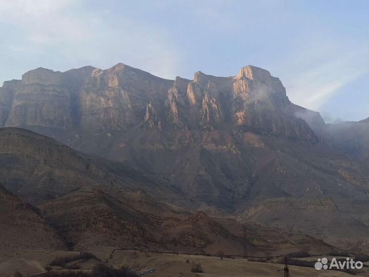 Саженцы ежевики малины и шпанка