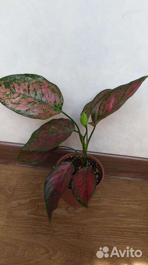 Аглаонема Корал Ред, уши слона