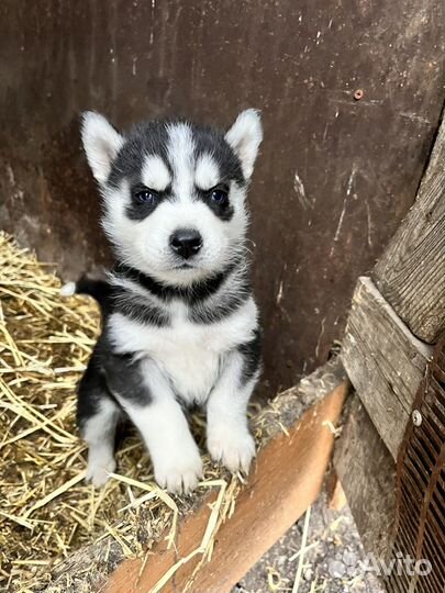 Сибирский хаски