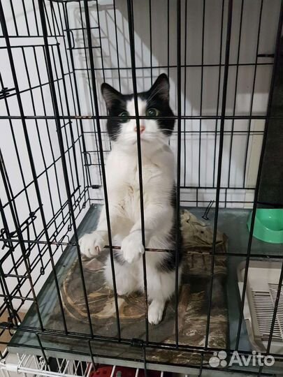 Кот Сёма ищет дом