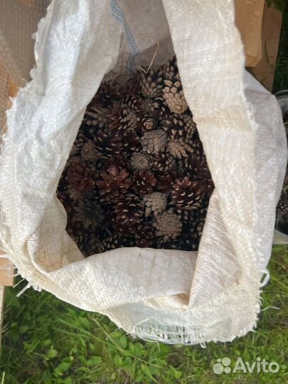 Шишки сосновые