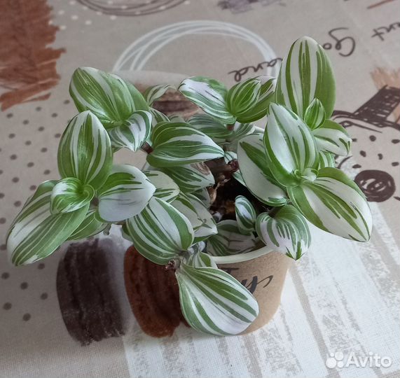 Комнатные цветы