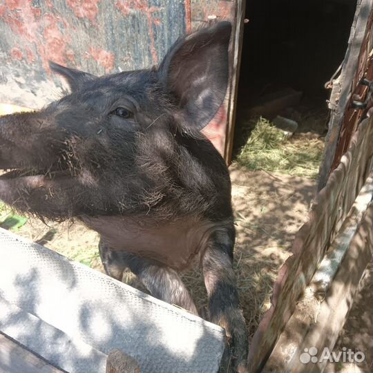 Проросята 6 и 8 месяцев