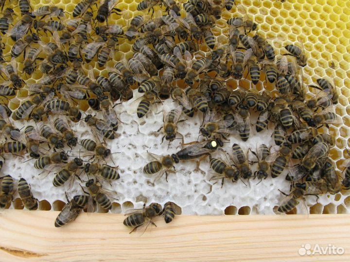 Пчелопакеты карника