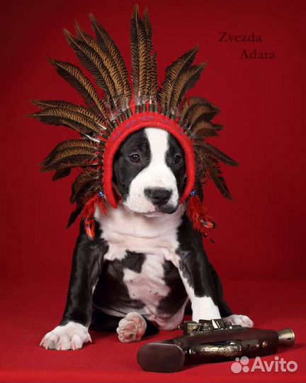 Стрижка когтей