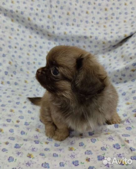 Щенки пекинеса