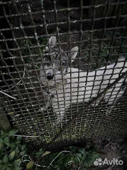 Отдадим в хорошие руки лайку