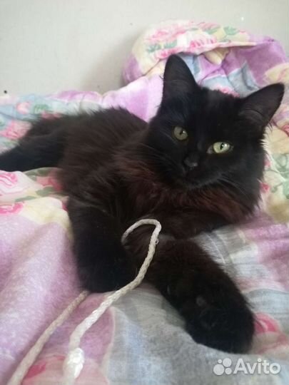 Киса только в самые заботливые руки