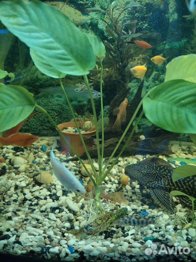 Аквариумные растения, улитки ампулярии