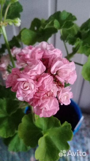 Сортовые пеларгонии