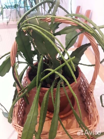 Дизокактус филлантовидный (эпифиллум)