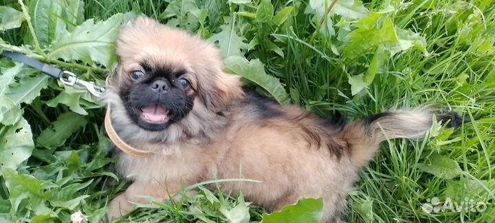 Вязка пекинес