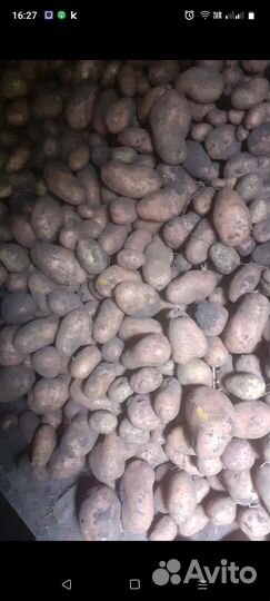 Продам картофель