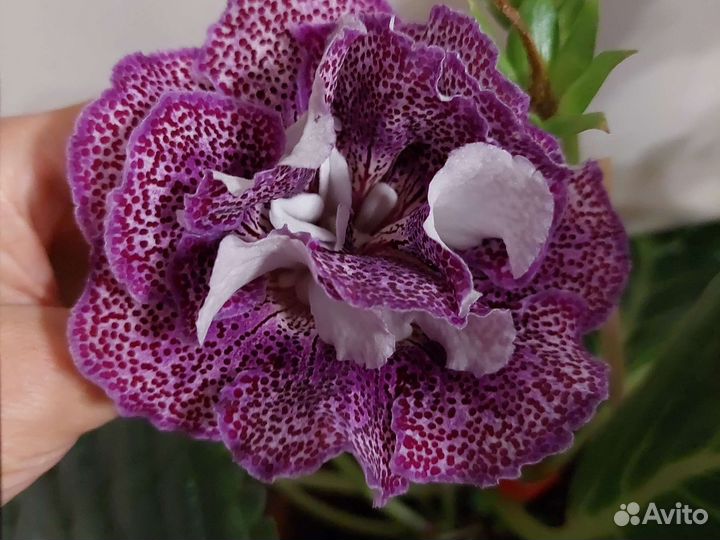 Глоксиния ен Брауни. Клубни, детки