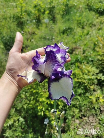 Ирисы бородатые, сибирские