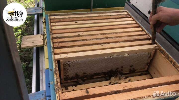 Мед свежий натуральный. Акация