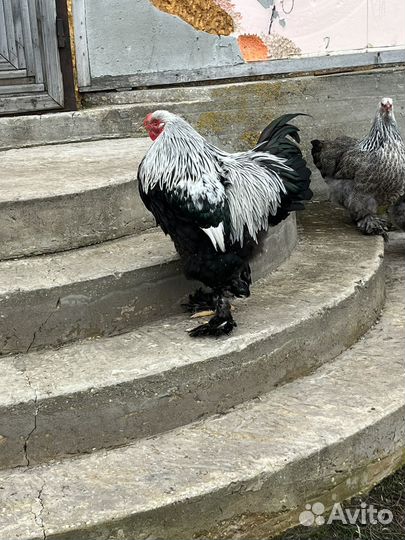 Петух брама