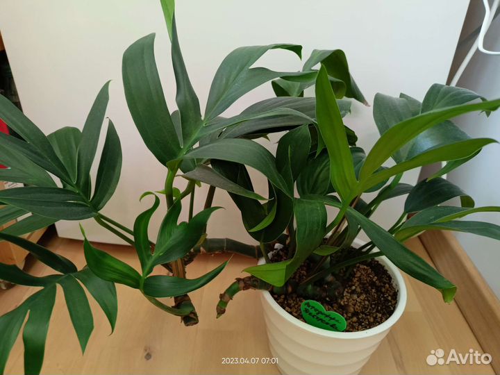 Рафидофора Декурсива