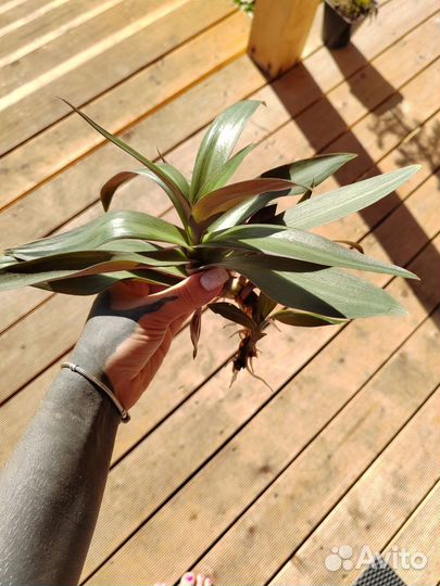 Традесканция Рео