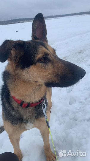 Собака в добрые руки отдам бесплатно