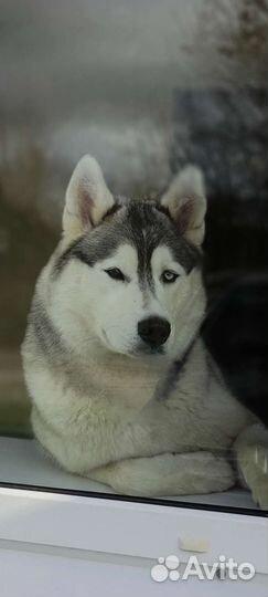 Сибирский хаски вязка