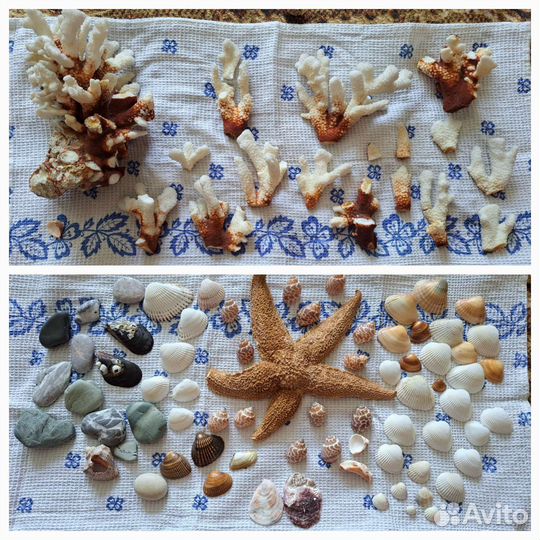 Морские кораллы настоящие, ракушки, морская звезда