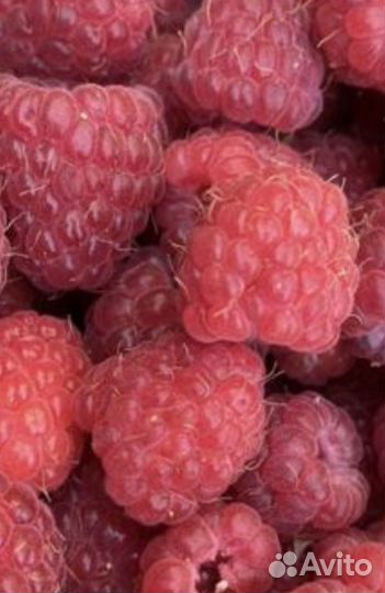 Ягодка-малинка