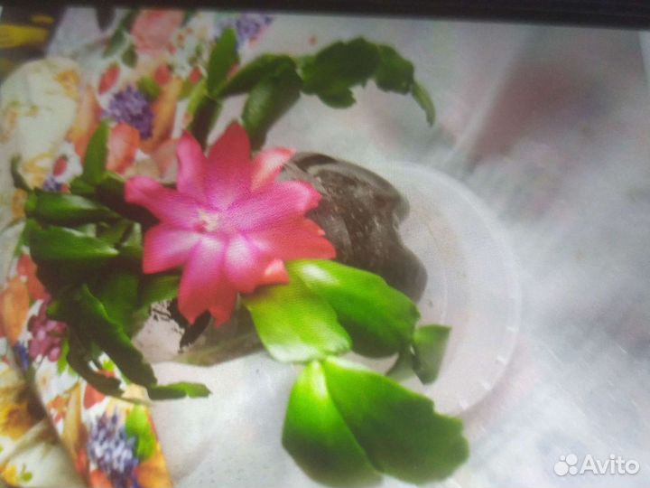 Декабристы разные