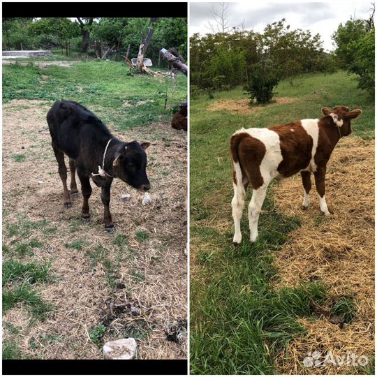 Коровы телки и телята Цена договорная