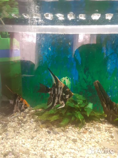 Аквариум