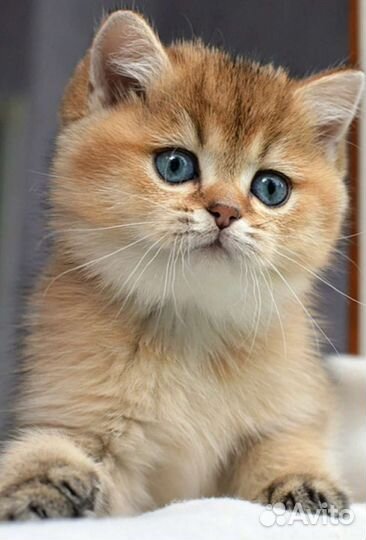 Шотландские котята золотые