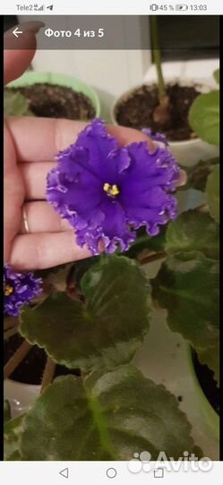 Фиалки продажа