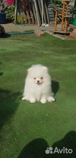 Щенки шпица