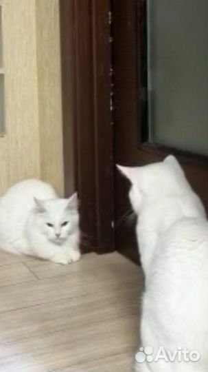 Кота для вязки ищу