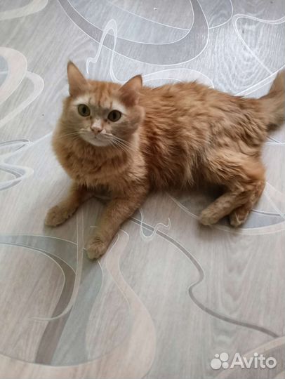 Кошка бесплатно