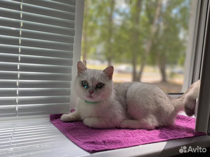 Британская короткошерстная кошка вязка