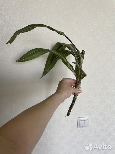 Комнатные цветы юкка