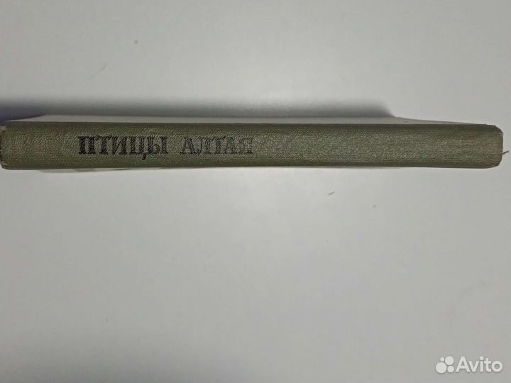 Кучин А.П. Птицы Алтая