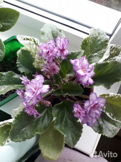 Фиалка (стартер)