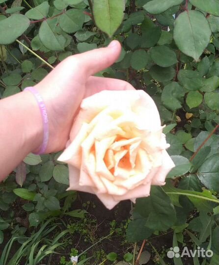 Кустовые розы саженцы
