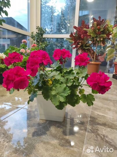 Герань пеларгония