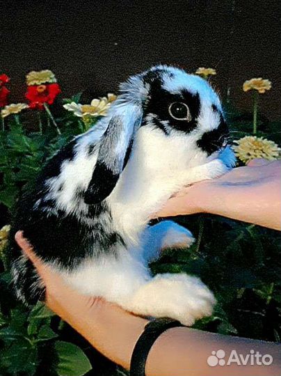 Карликовый вислоухий кролик