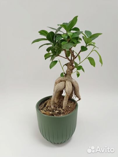 Фикус Микрокарпа Гинсенг