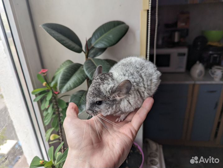 Продам маленьких шиншилл