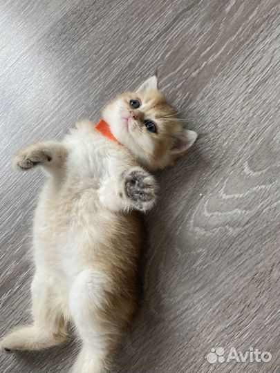 Бронь британские золотые котята