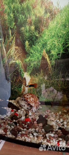 Самочки и мальки гуппи, улитки Красная катушка